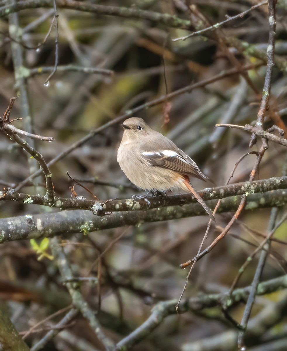 White-throated Redstart - ML626898872