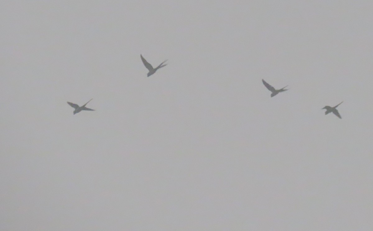 parakeet sp. - ML626899080