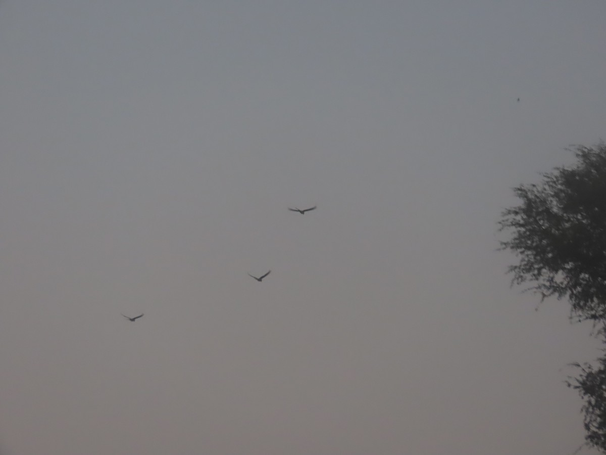 parakeet sp. - ML626899081