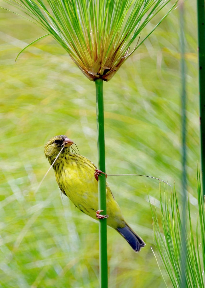 Papyrus Canary - ML626899083