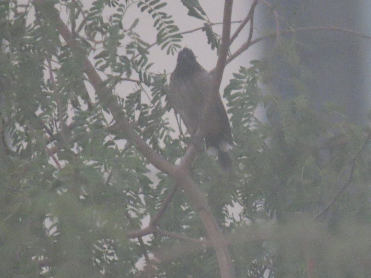 Red-vented Bulbul - ML626899085