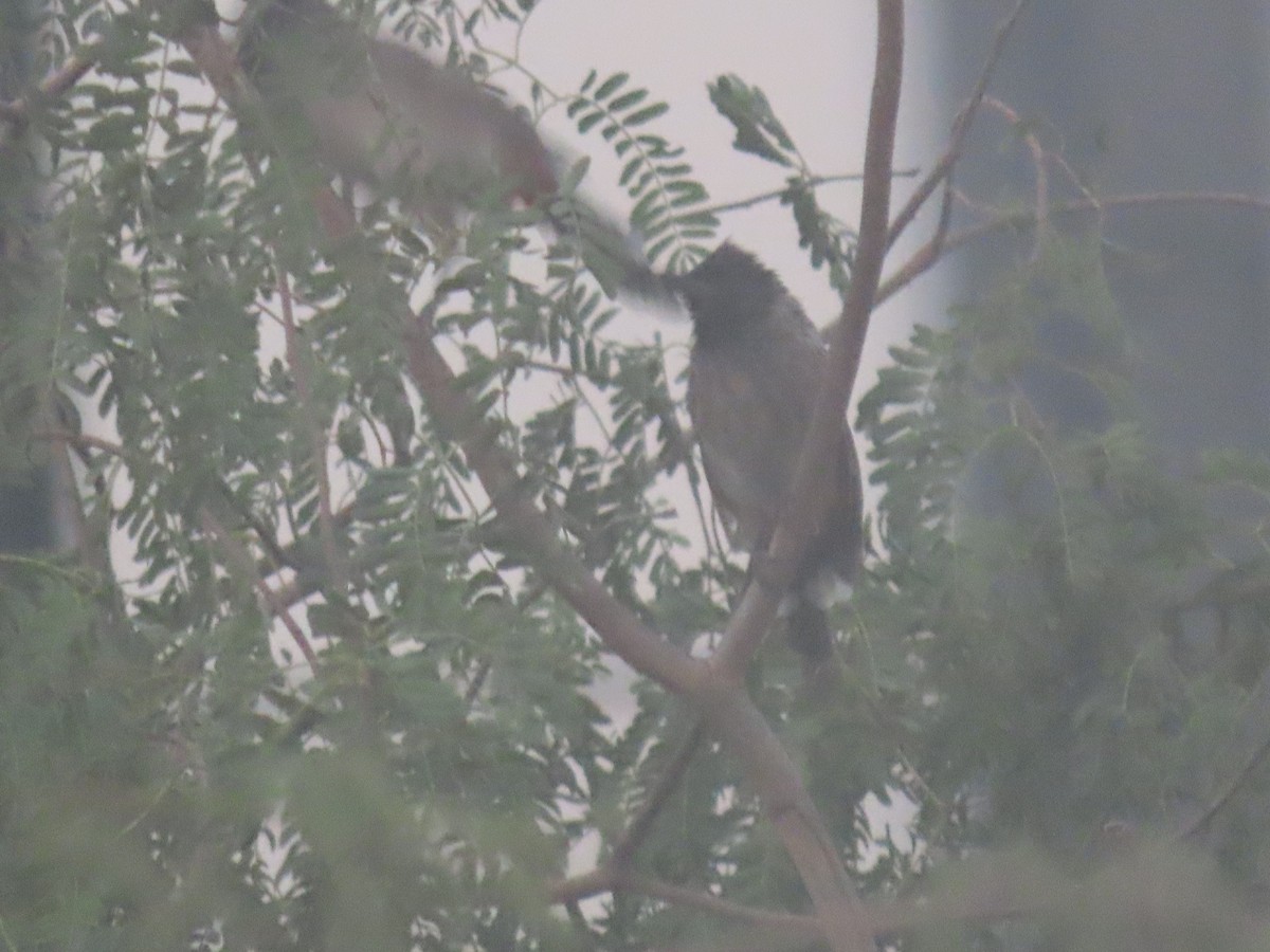 Red-vented Bulbul - ML626899086