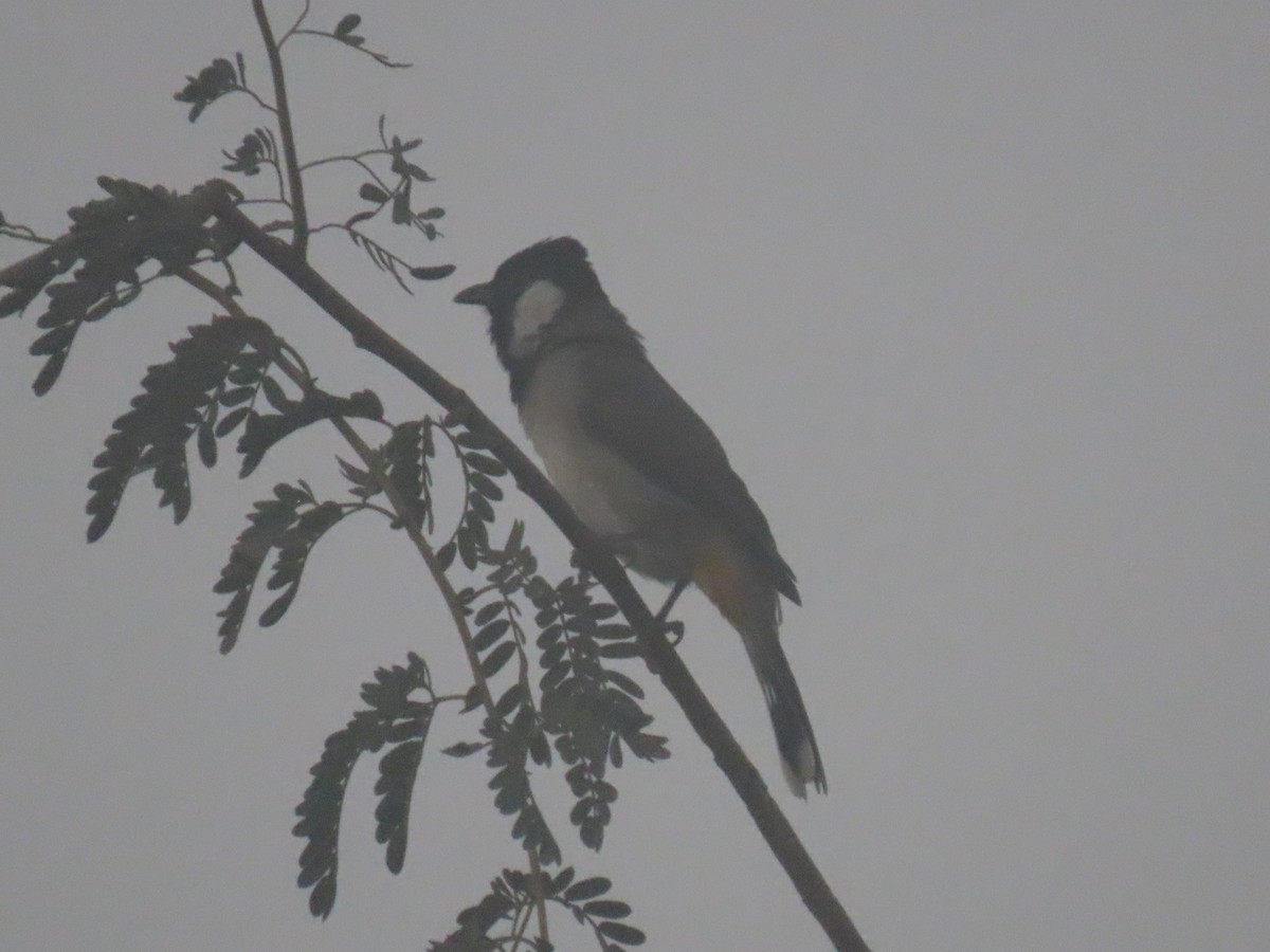 White-eared Bulbul - ML626899092