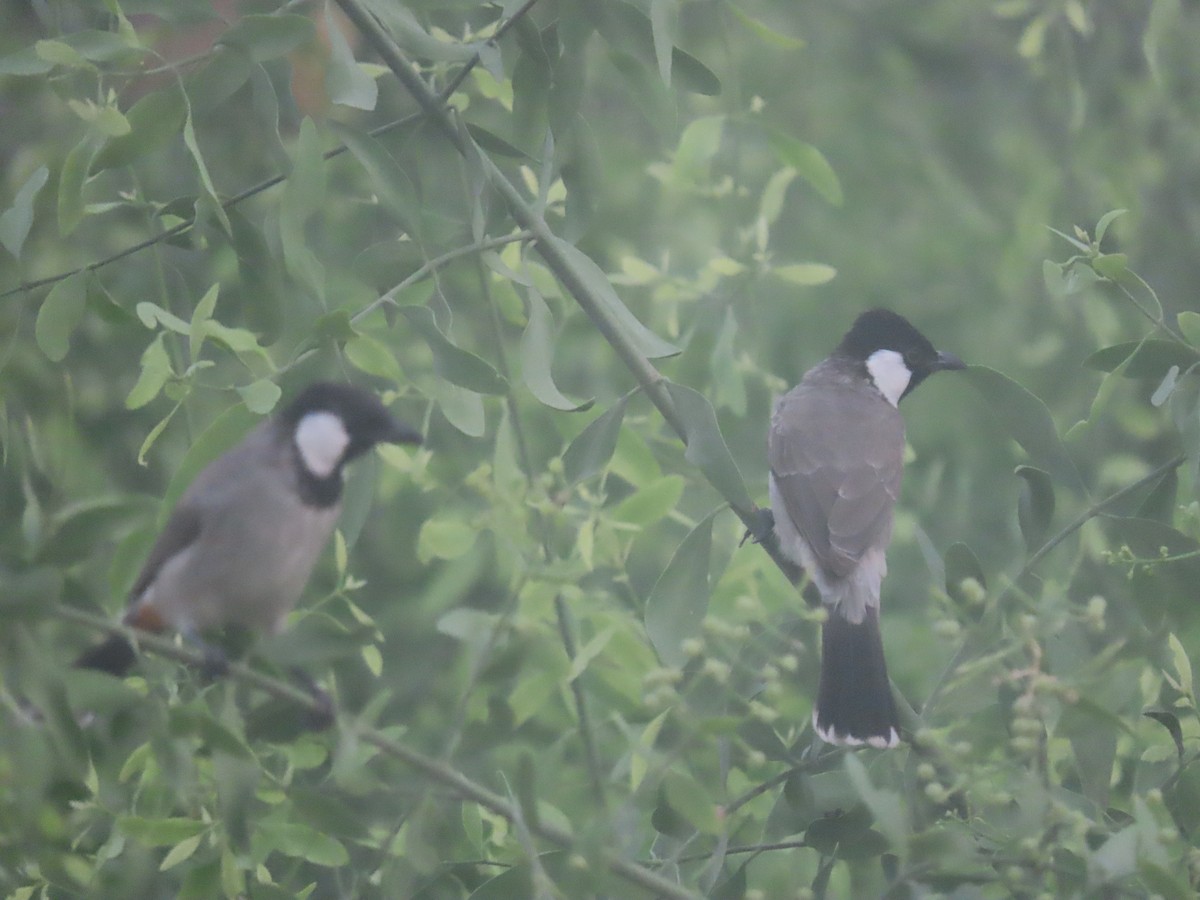 White-eared Bulbul - ML626899094
