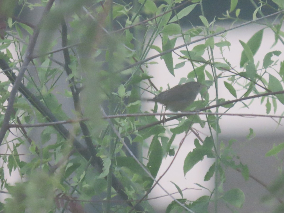 Delicate Prinia - ML626899104