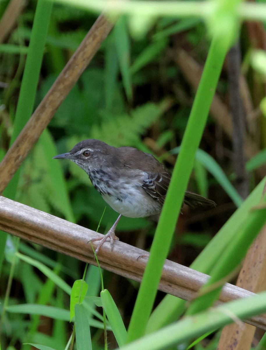 White-winged Swamp Warbler - ML626899112
