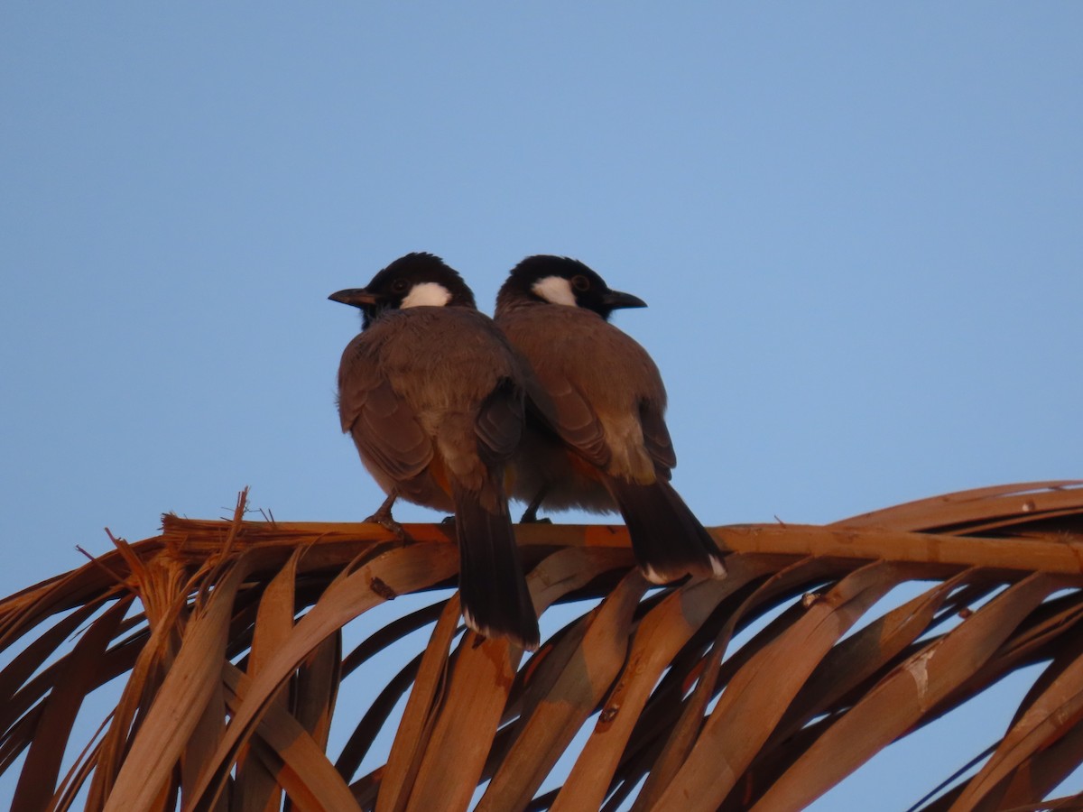 White-eared Bulbul - ML626899134