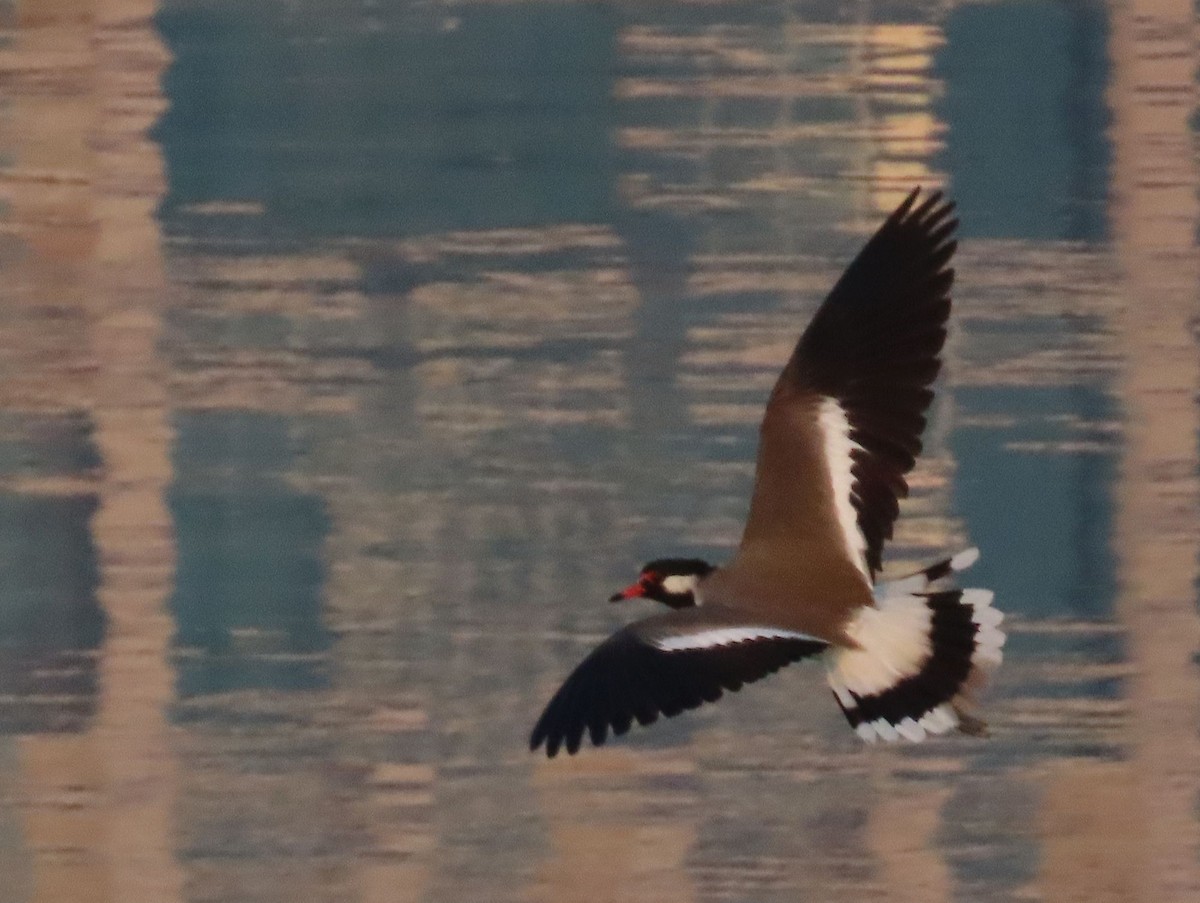 Red-wattled Lapwing - ML626899139