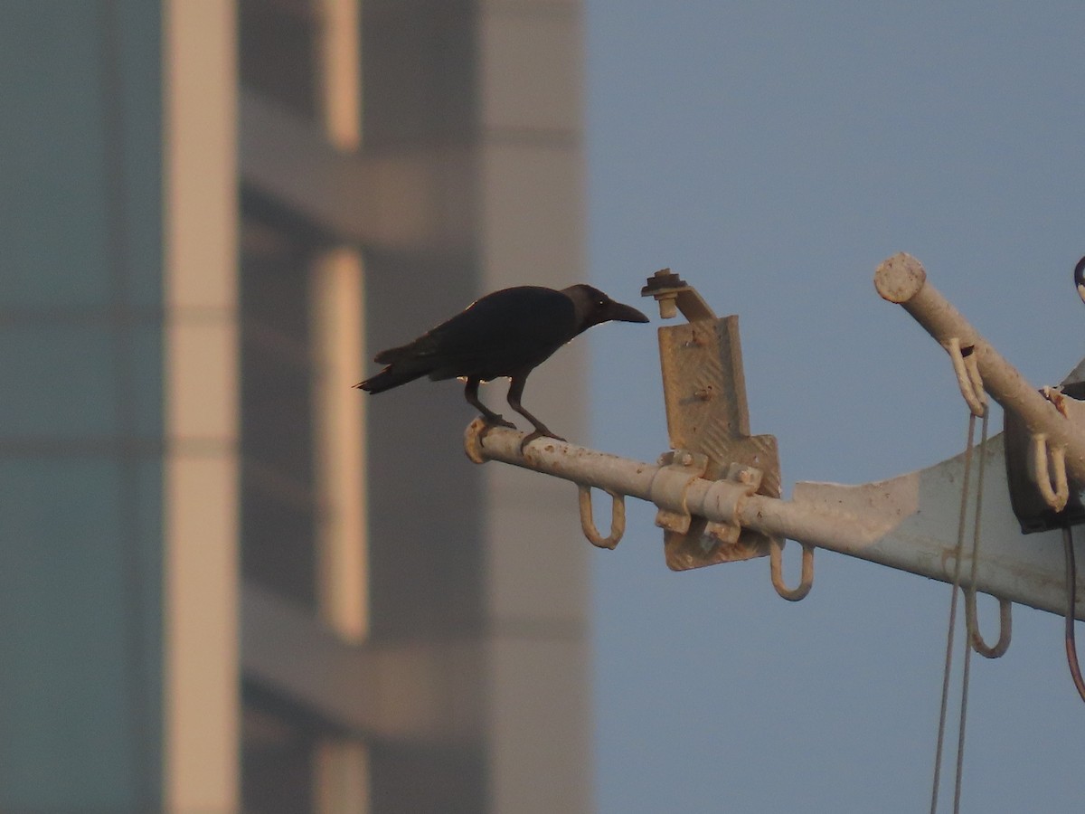 House Crow - ML626899147
