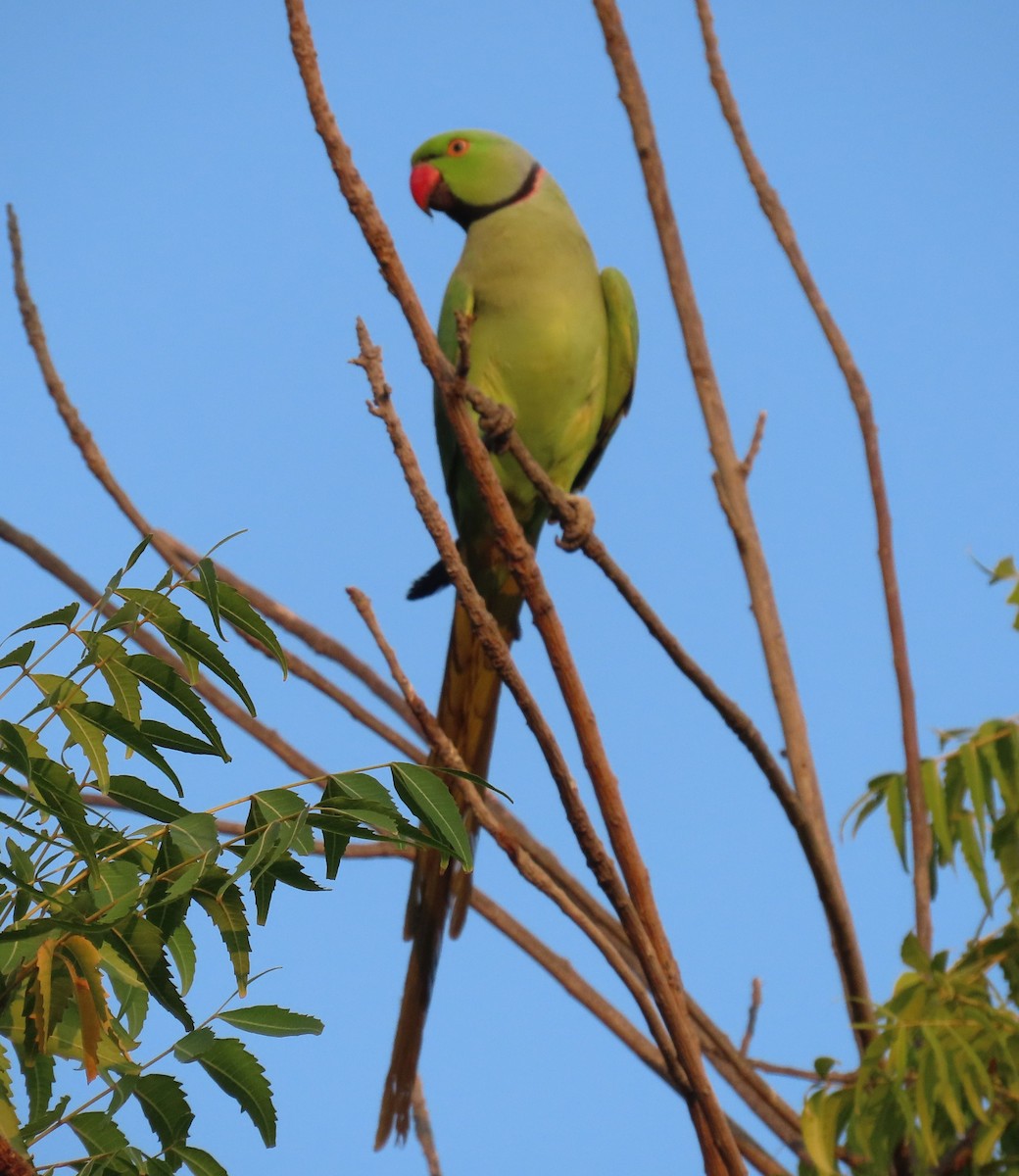 Rose-ringed Parakeet - ML626899169
