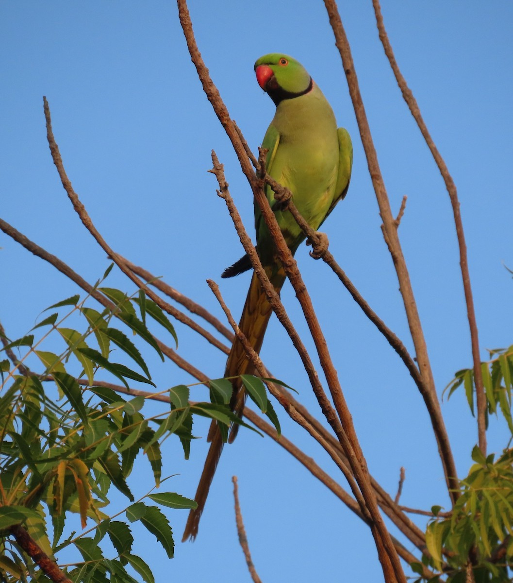 Rose-ringed Parakeet - ML626899170