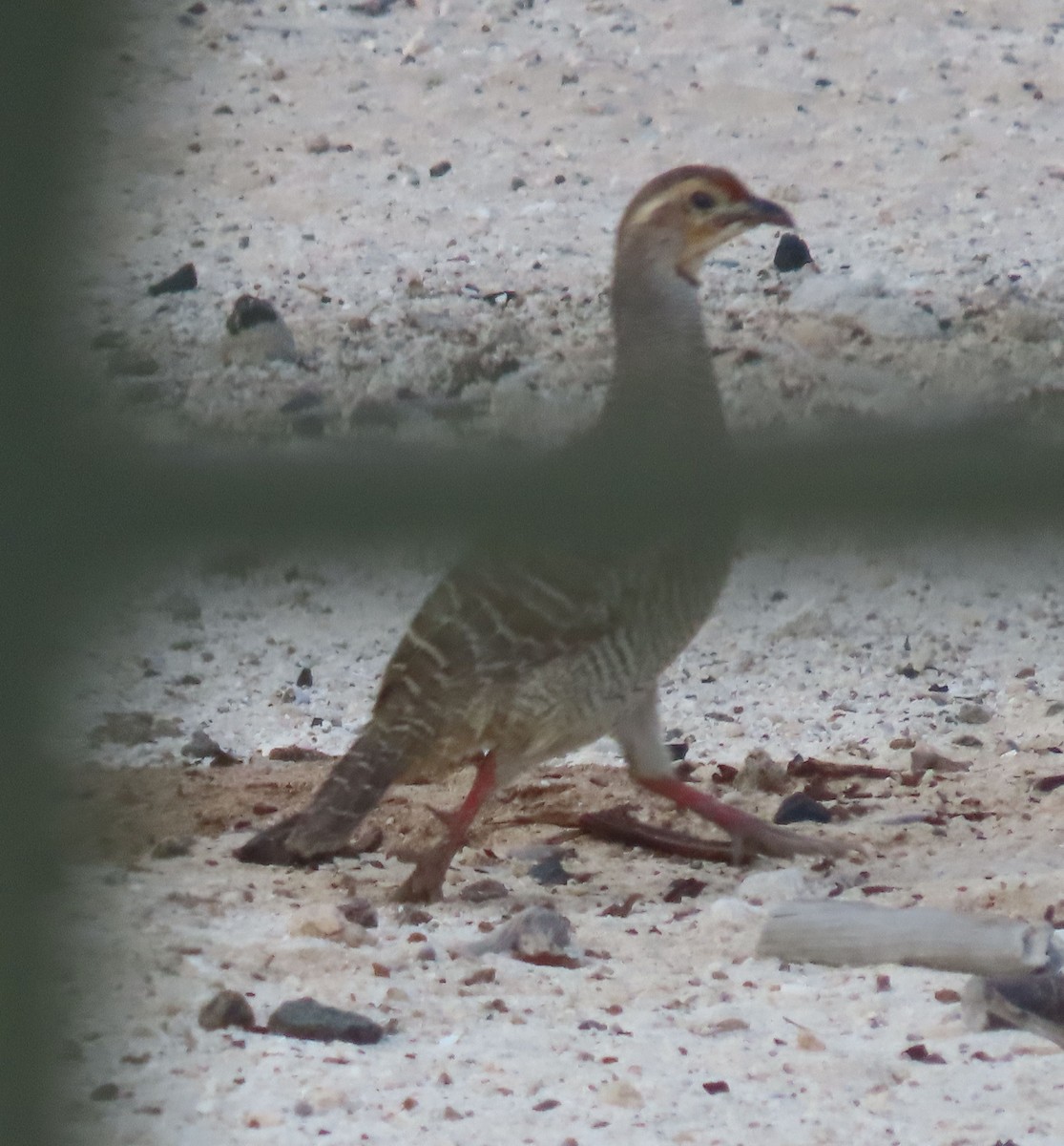 Gray Francolin - ML626899185