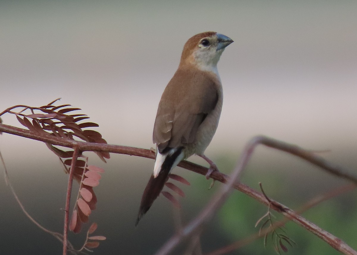 Indian Silverbill - ML626899199