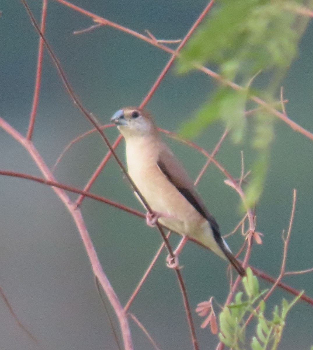 Indian Silverbill - ML626899200