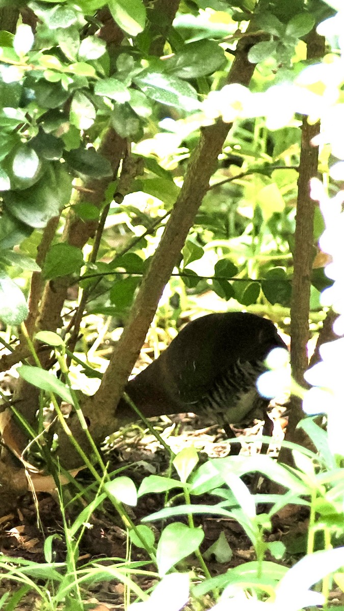 Band-bellied Crake - ML626899259