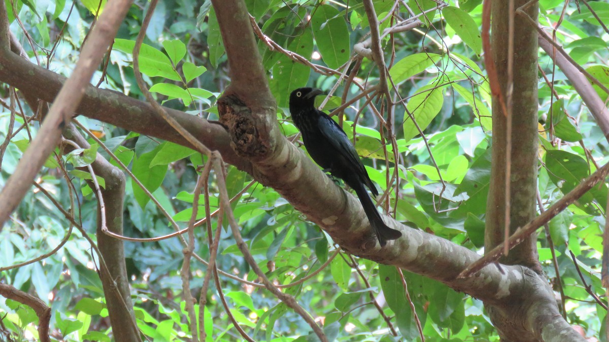 Hair-crested Drongo (Javan) - ML626899417