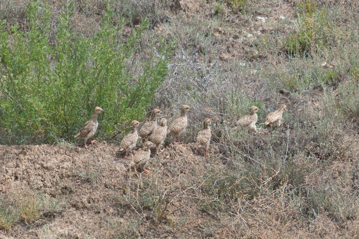 Przevalski's Partridge - ML626899438