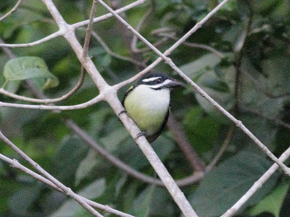 Yellow-rumped Tinkerbird (Yellow-rumped) - ML626899710