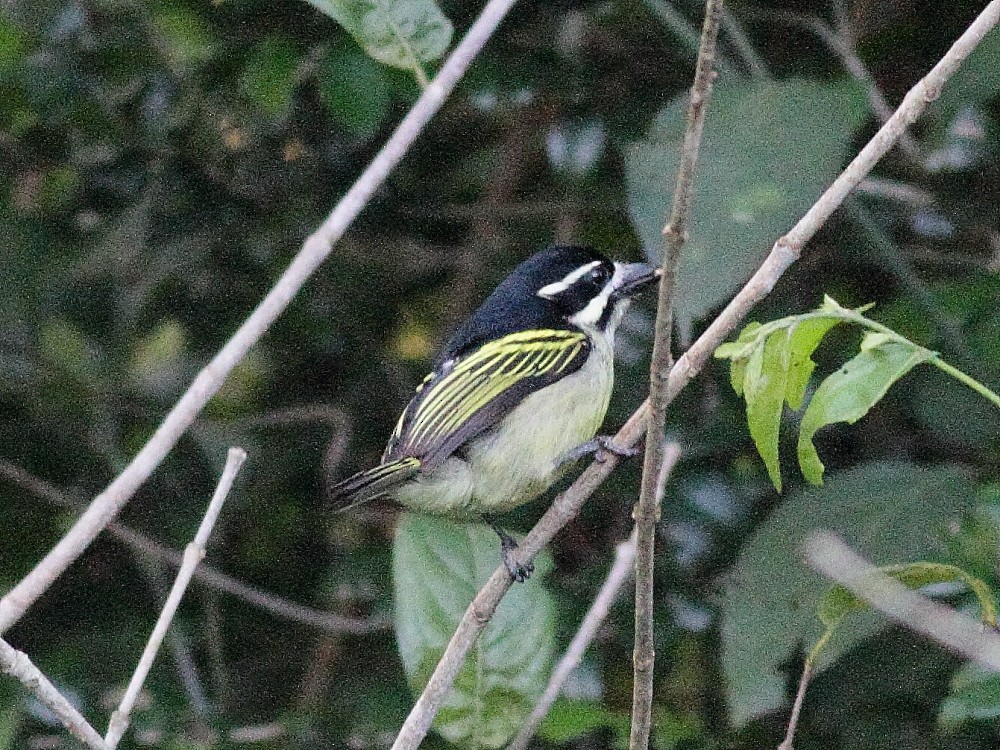 Yellow-rumped Tinkerbird (Yellow-rumped) - ML626899711