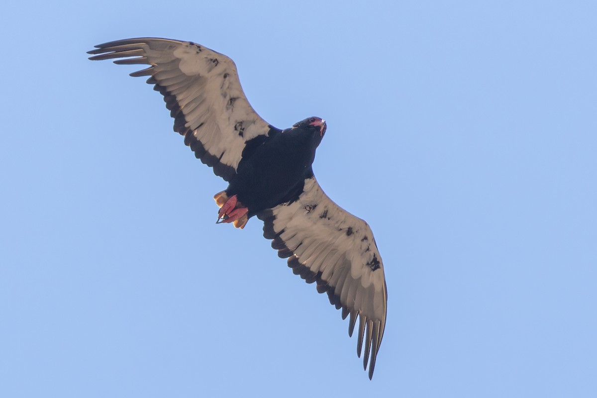 Bateleur - ML626899779