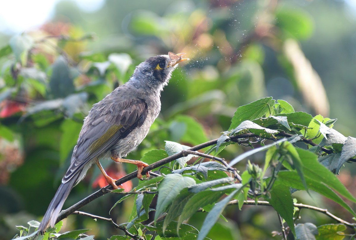 Noisy Miner - ML626899806