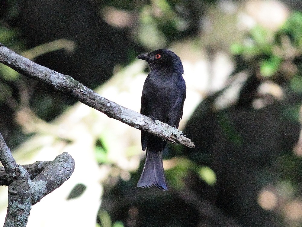 Square-tailed Drongo - ML626899843