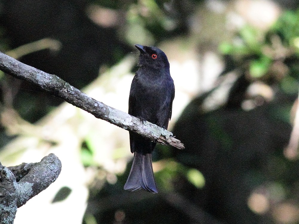 Square-tailed Drongo - ML626899844