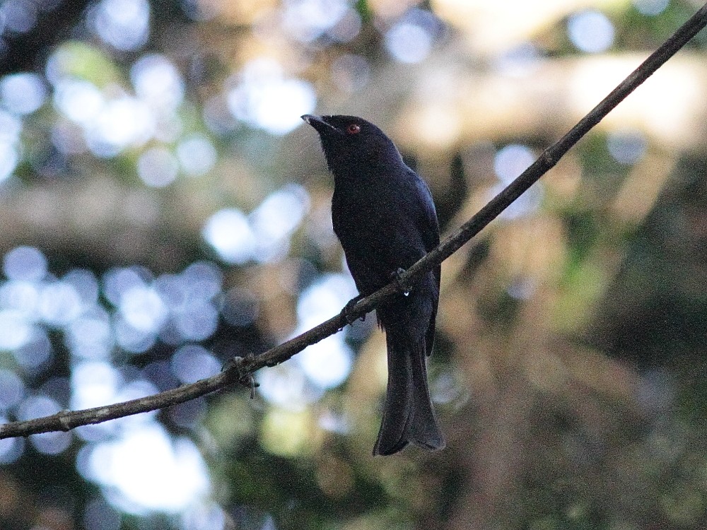 Square-tailed Drongo - ML626899845