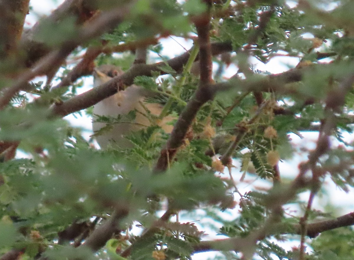 Menetries's Warbler - ML626899976