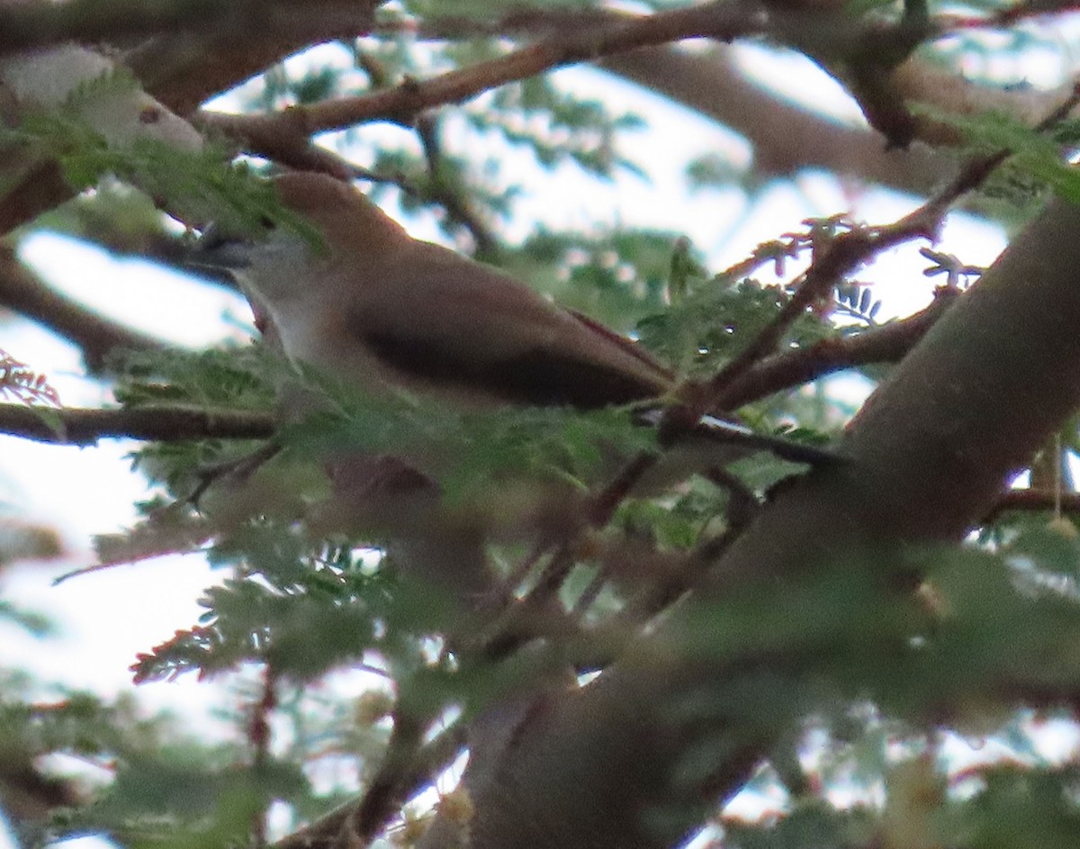 Indian Silverbill - ML626899978