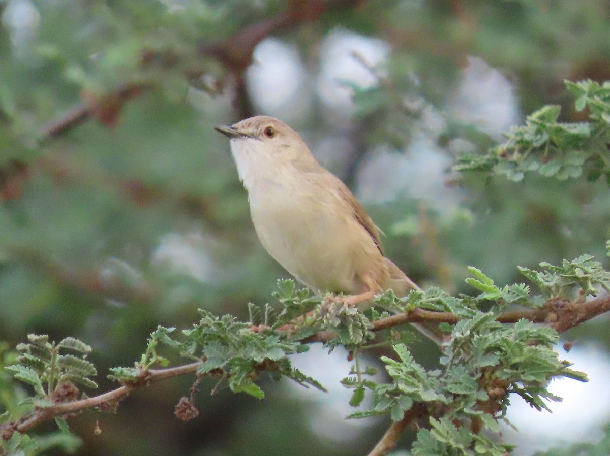 Delicate Prinia - ML626899979
