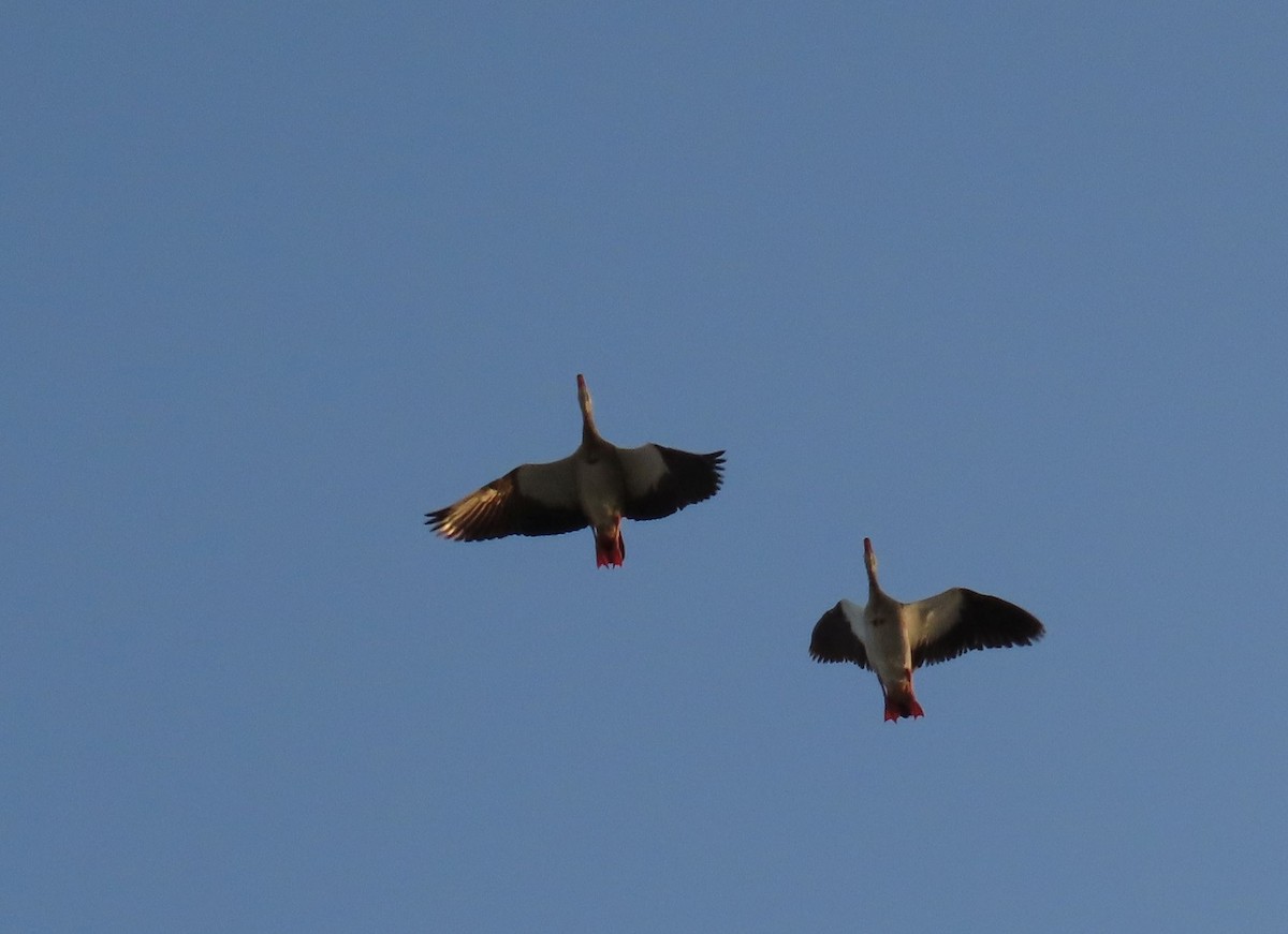 Egyptian Goose - ML626900008