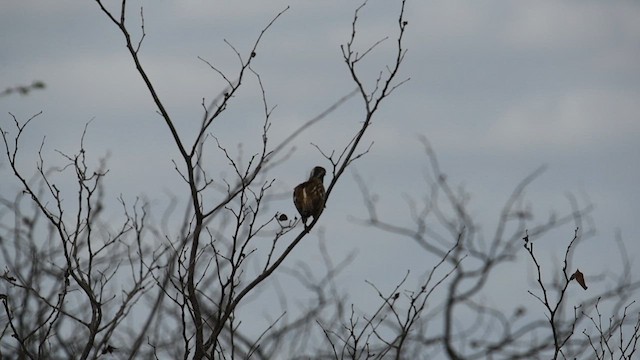 African Gray Hornbill - ML626900031