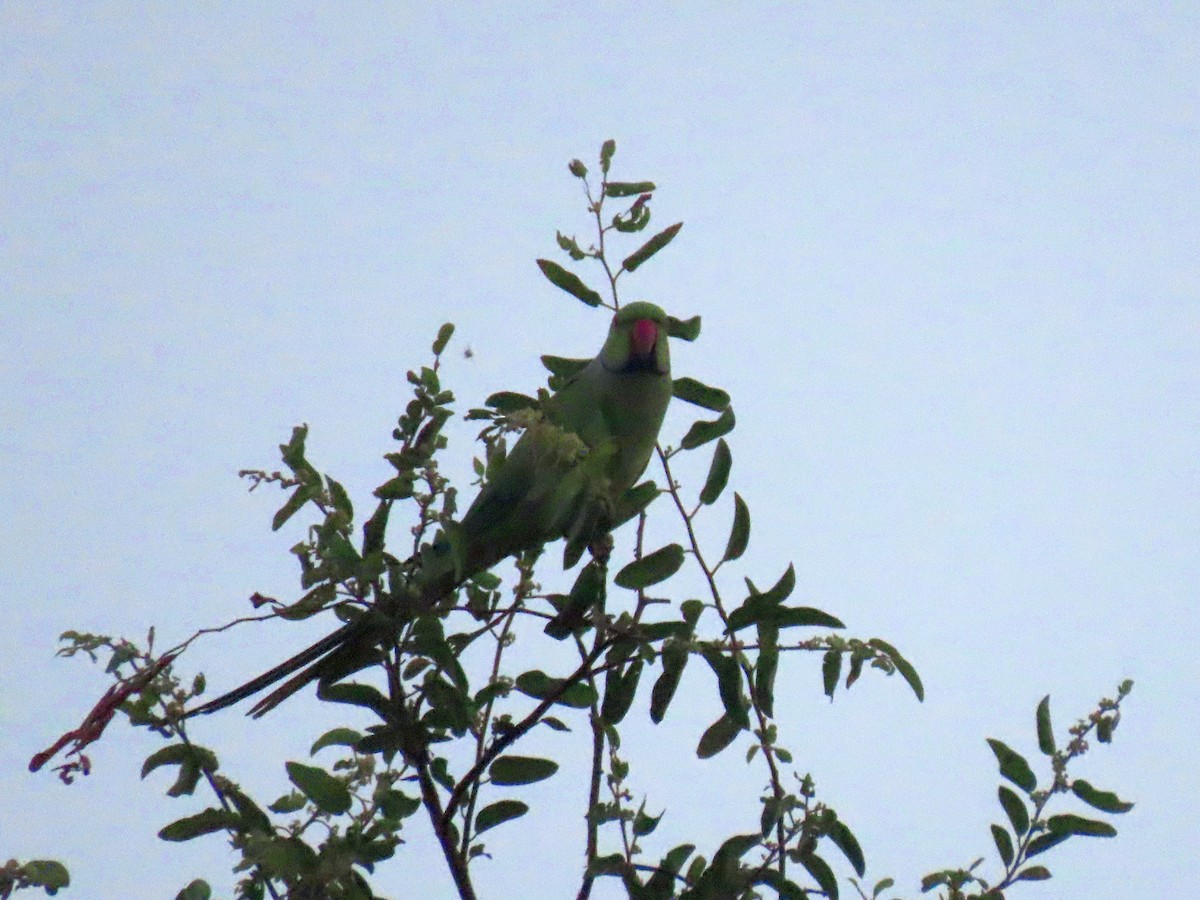 Alexandrine Parakeet - ML626900078