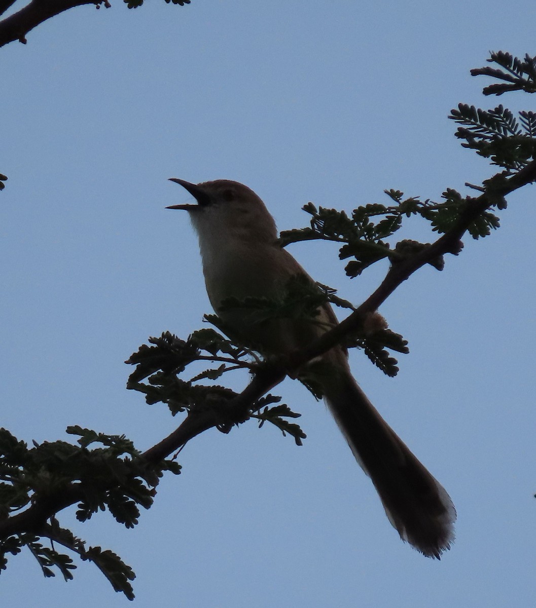 Delicate Prinia - ML626900085