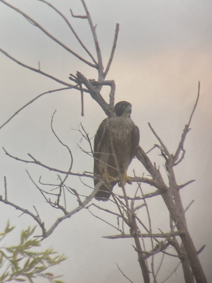 遊隼(macropus) - ML626900121