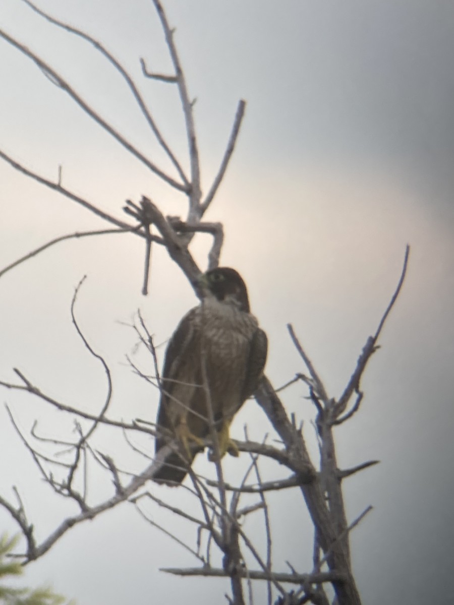 遊隼(macropus) - ML626900122