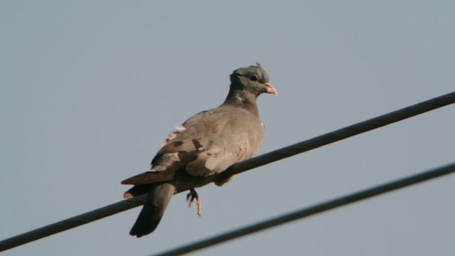 Хүнхэл тагтаа - ML626900135