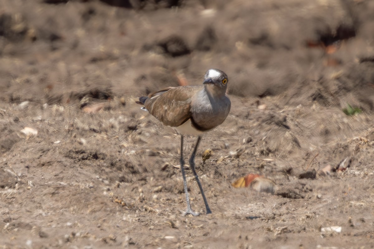 Senegal Lapwing - ML626900144