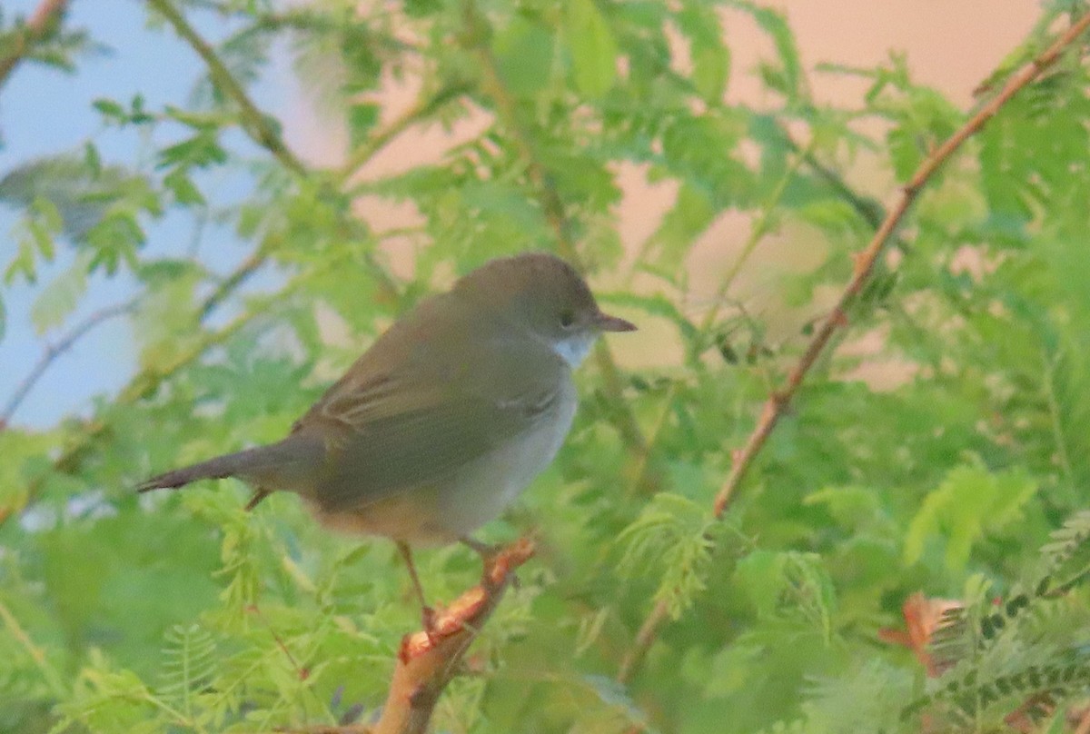 Menetries's Warbler - ML626900164