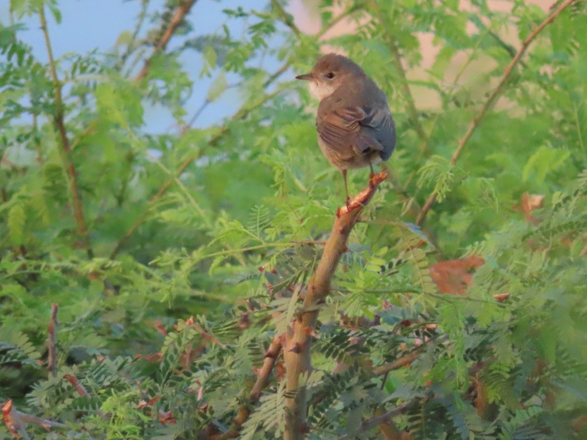 Menetries's Warbler - ML626900165