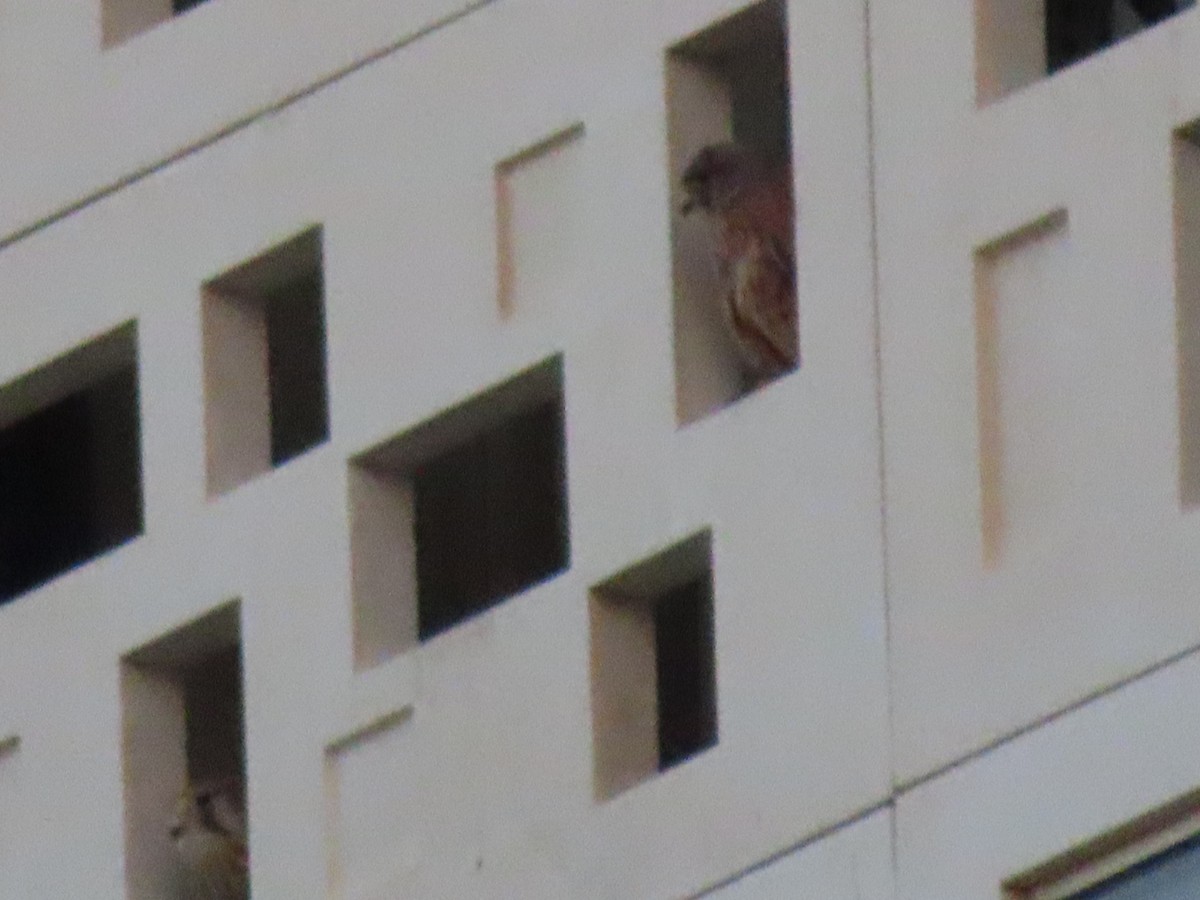 Eurasian Kestrel (Eurasian) - ML626900241