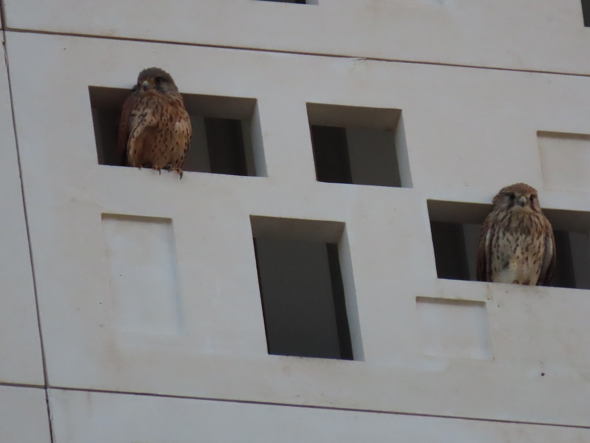 Eurasian Kestrel (Eurasian) - ML626900243