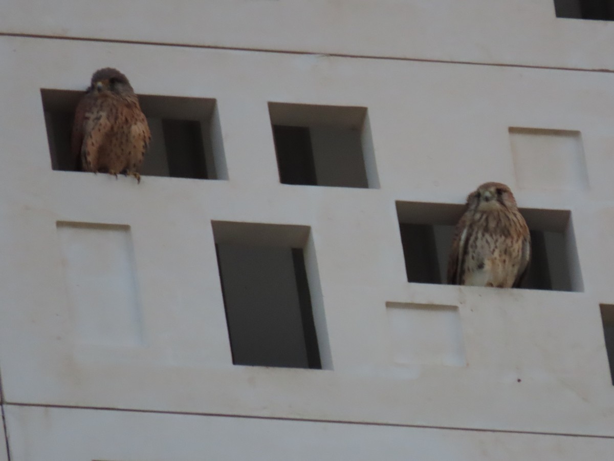 Eurasian Kestrel (Eurasian) - ML626900244