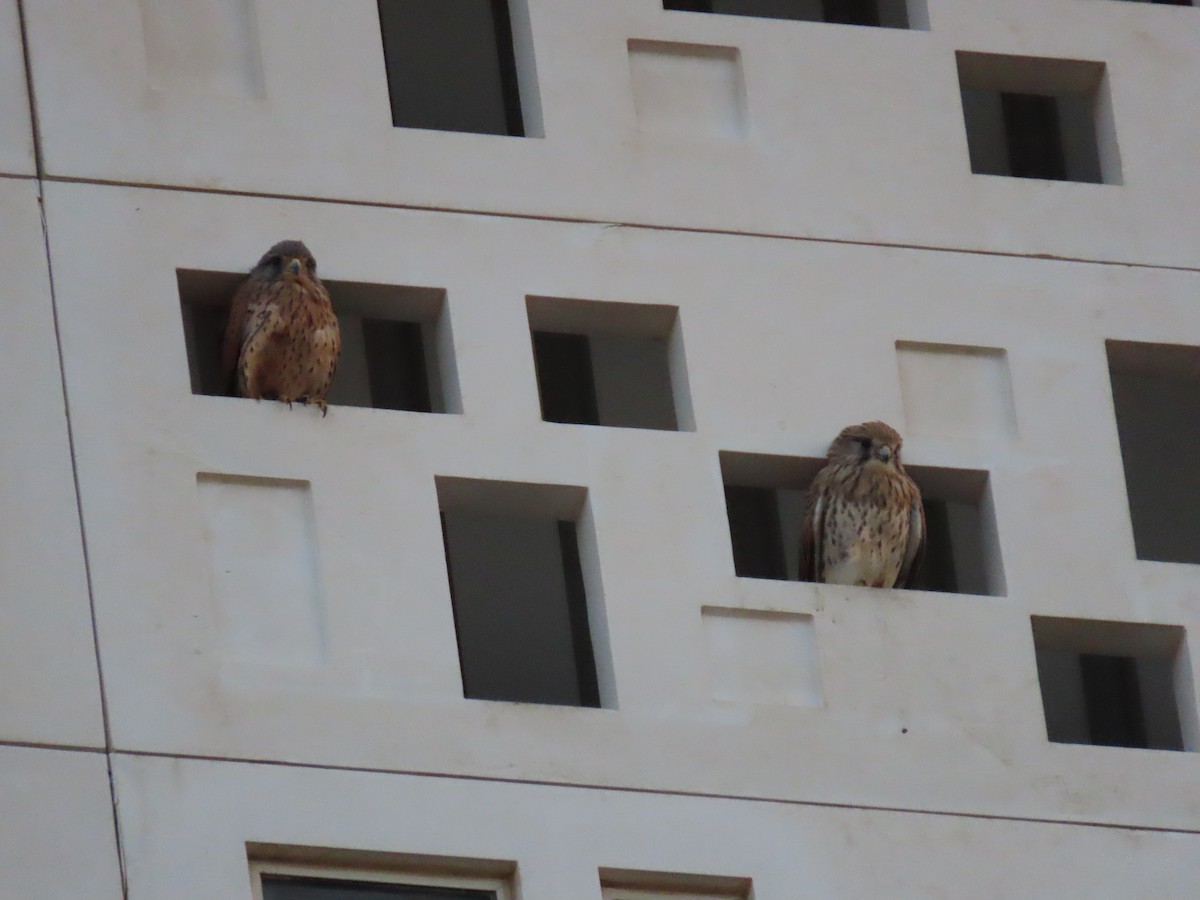 Eurasian Kestrel (Eurasian) - ML626900245