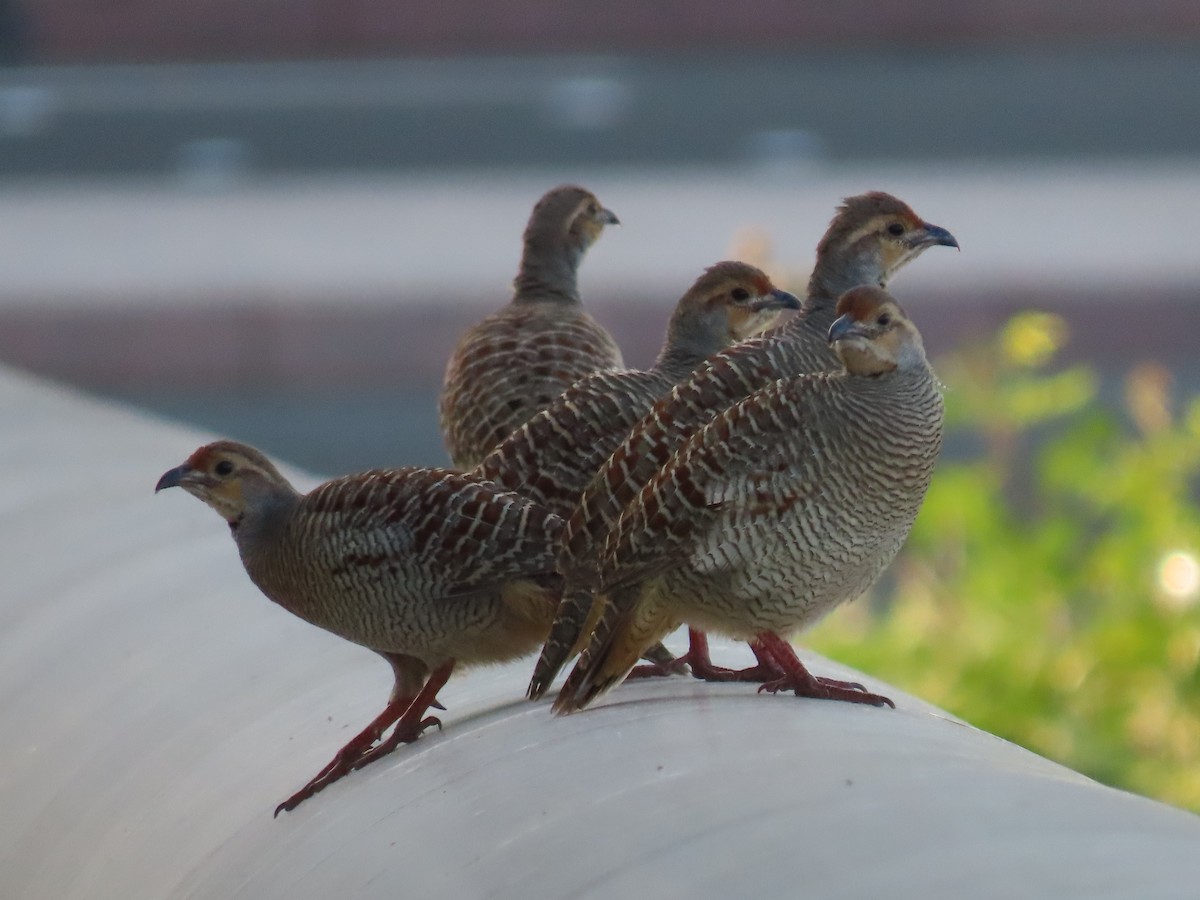 Gray Francolin - ML626900249