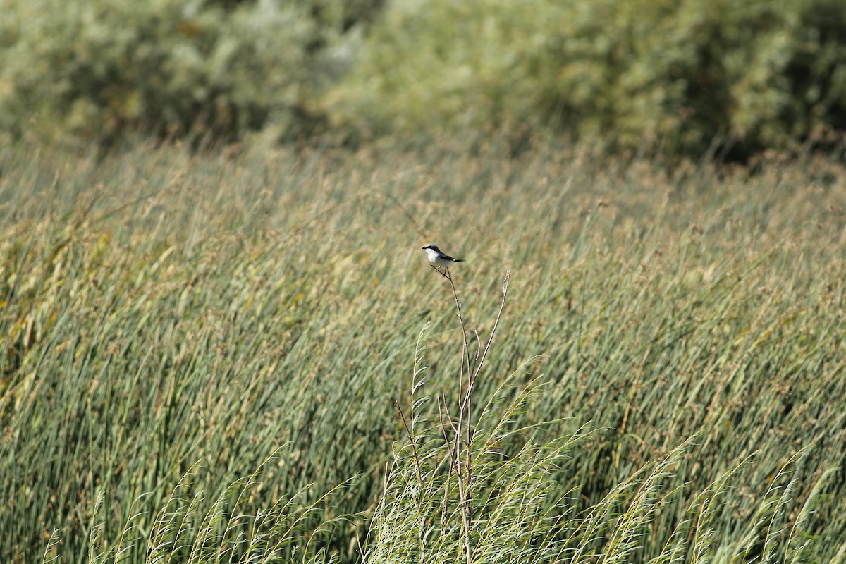 Loggerhead Shrike - ML626900261