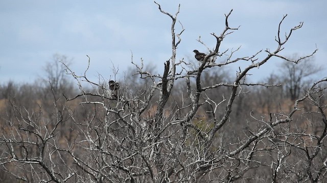African Hawk-Eagle - ML626900310