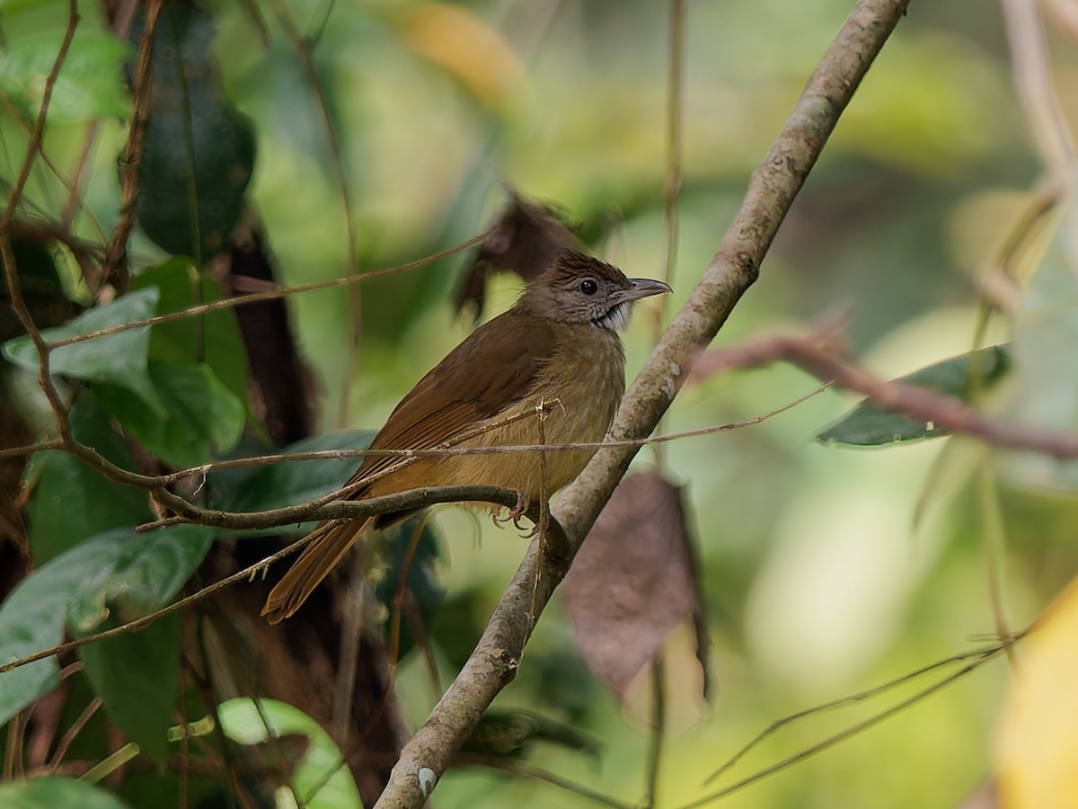 Gray-cheeked Bulbul - ML626900334