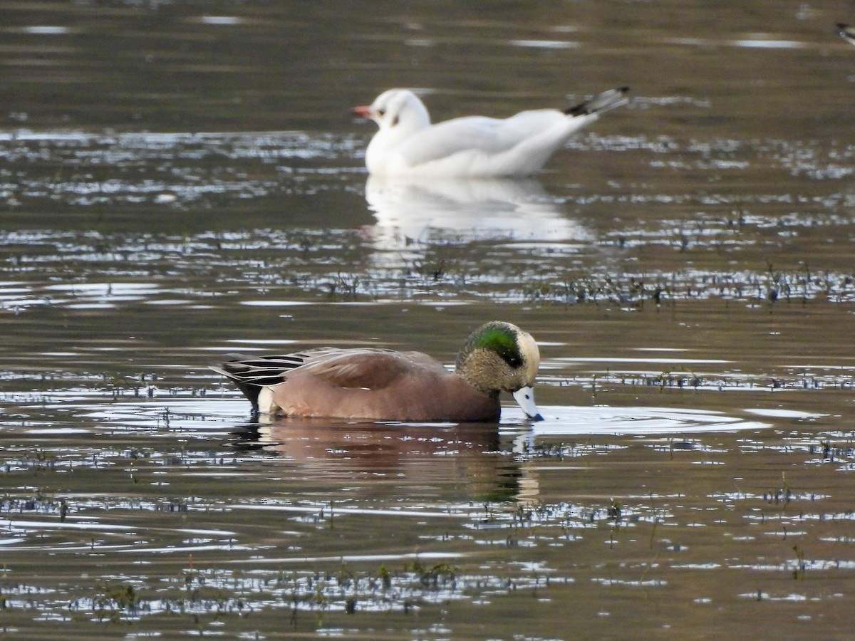 American Wigeon - ML626900421